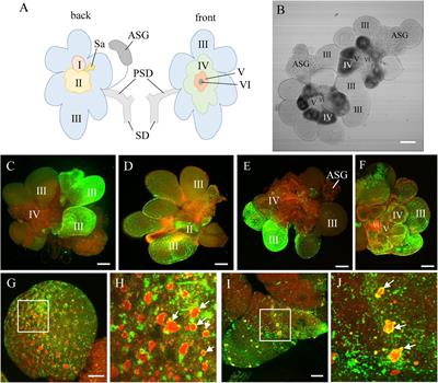 Viral Release Threshold in the Salivary Gland of Leafhopper Vector Mediates the Intermittent Transmission of Rice Dwarf Virus